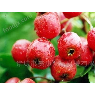山楂罐头加工设备-果蔬清洗机