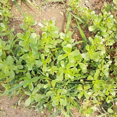 马齿苋清洗机净菜加工设备
